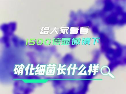 1500倍显微镜下的世界——我们是真实的硝化细菌!#显微镜 #显微镜下的世界 #硝化细菌