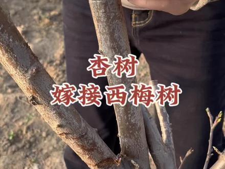 杏树嫁接西梅树#嫁接#枣树嫁接#果园#果树