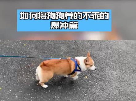 狗狗爆冲是有原因的,快避雷一下