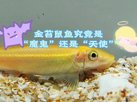 金苔鼠鱼究竟是“恶魔”还是“天使”呢?养过的分享下经验哦#金苔鼠鱼 #除藻鱼 #观赏鱼 #鱼缸里的大自然 #草缸