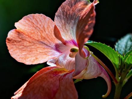 【OC植物塑】凤仙花——一抹热烈的执念 #oc #凤仙花 #植物塑#植物