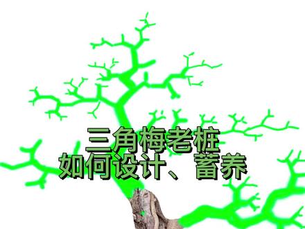 三角梅老桩盆景修剪蓄养,岭南手法盆景修剪,鸡爪盆景,还想了解什么记得留言😘#三角梅 #花卉绿植 #盆景 #岭南盆景