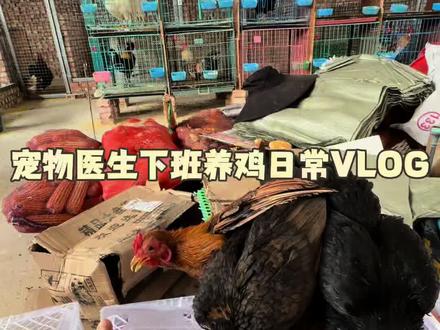 发完鸡又去接进口小竹鸡的一天,喜欢小竹鸡的兄弟冲冲冲#茶花鸡#越南小竹鸡