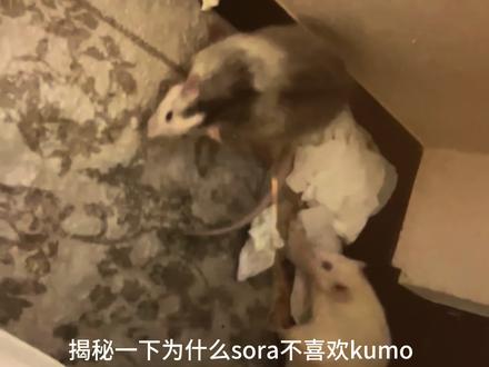 因为有宝宝问 我就说一下
一开始,我只接了sora回家当成孩子一样养。后来养了一两个月看了很多花枝鼠的科普帖子,都说单养不好、会抑郁。我特别特别害怕sora会抑郁,这是我完全不能接受的。于是我马上又去接了另一只回来。
刚把kumo接回家的时候,我以为sora会很开心、很激动,但并没有。sora非常抗拒和kumo接触,整整一个晚上都保持着同一个警戒的姿势。我也去问了很多有经验的养鼠人,他们都说“没事,过几天就好了”。但实际上情况一直没有好转。我心疼sora,却也不知道怎么办。
后来暑假我回国,把它们寄养了一段时间。所以kumo小时候并没有像sora那样从小在我身边长大。等我回日本的时候kumo已经长大了,不亲人、胆子也小,很喜欢黏着sora,但是sora讨厌kumo跟着它,好像把它当作很烦人的外来客一样。我以为寄养的时候它们已经混熟了,但是竟然没有。
本来我想让它们两个都散养,但实在没办法。sora在家里一直抵触kumo,甚至严重到会打架、咬到出血。这是我最不想看到的。可能都是成年孩子了,现在放kumo出来不像以前一样会打架了,sora会躲避和kumo的碰面,来减少战火的感觉。然后现在家里就是 我放kumo出来玩,有的时候sora不想让它出笼子会用身体堵它。kumo出来玩了,sora就躲它,sora想进笼子,kumo也不太愿意,但是能接受。这种微妙的状态。只是现在不像以前打架了。
而且我也没办法做到不偏心,一个是我从小捧在手心里养大的孩子,一个是和我几乎没有感情基础的孩子。我没法不偏心。
那又有人会问了,为什么不再接一只或者是把kumo送走。第一是万一我回国,sora没有伴我会很担心,kumo算是从小和sora一起长大的,寄养时还能互相作伴。第二是如果再接一只回来,我怕会重复上述情况。我只能做出我认为对sora有利的决定。骂我自私也好 什么样也罢。只要我的sora好好的就行。
当然kumo在我这也是开心的,吃到好吃的摇头晃脑,每天也吃的饱饱的,睡的暖暖的。只是它不和我玩,害怕和我互动。没招
所以我建议养花枝鼠的时候接两只同性同窝的回家好好养,肯定更幸福!
#sora宝贝 #萌宠 #养鼠日常分享 #花枝鼠