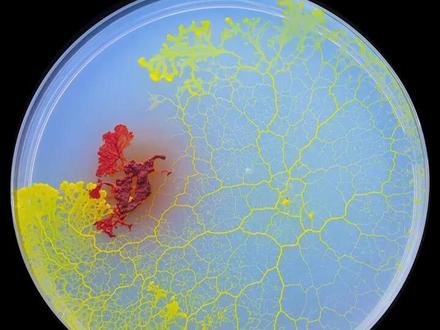 换了一株强壮的小黄,它能赢过小红吗? 【菌王争霸赛4】#菌王争霸赛