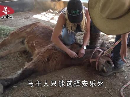 为什么马断了一条腿后,就要给它安乐死?其实是为了马好