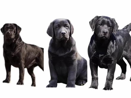 黑色拉布拉多一到六个月的变化
#拉布拉多 #萌宠 #拉布拉多幼犬