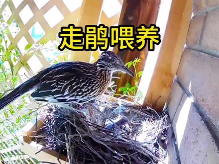走鹃,跑路中的战斗机。看他是如何孵化搭建巢穴的@#鸟类实拍 #鸟类 #鸟宝宝 #鸟窝