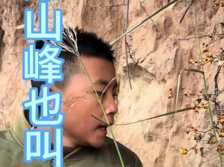 大山里面的这些东西你们认识吗#原创视频。#大自然的馈赠#养生保健