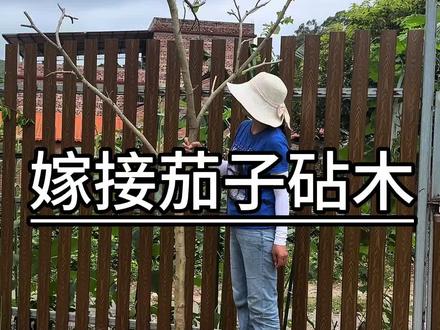 今天在野外发现一个大宝贝,嫁接茄子树的砧木托鲁巴姆树,把它带回了菜地,不知道能不能实现茄子树下乘凉?#托鲁巴姆砧木 #嫁接茄子 #记录我的种植生活 #乡村新农人