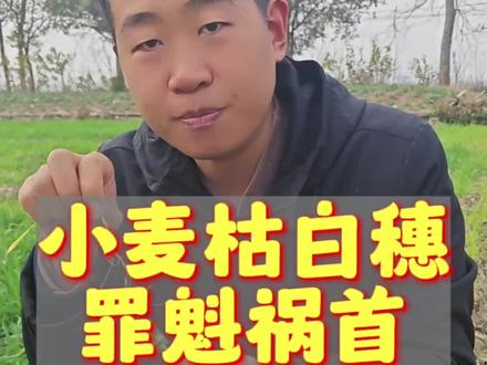 小麦枯白穗的罪魁祸首#新农人计划 #抖音助农 #小麦种植 #小麦高产技术 #小麦枯白穗