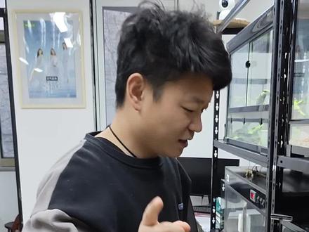 动物饲养成本04:成体黑王蛇饲养一年大概需要多少资金#黑王蛇 #爬宠 #异宠 #饲养成本 #蛇