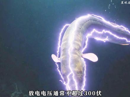 电鳗神奇的生物放电学是如何产生的?它对人类的现代科技起到了什么作用?#生物科普 #电鳗 #动物科普 #青年创作者成长计划