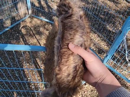 增加胆量 兴奋度 解决不开口#格力犬 #惠比特 #格惠