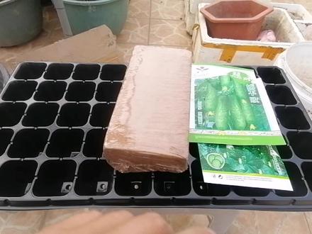 如何种黄瓜?从配土到种植,育苗全过程,值得观看
