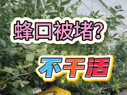 阳天熊蜂入棚后,有堵蜂口、熊蜂不干活、有熊蜂死亡等现象,都是什么原因,该如何处理。#阳天熊蜂 #熊蜂授粉 #蜜蜂授粉 #蜂厂