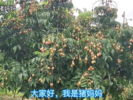 广东人吃完黄皮果核不丢,果核原来是个宝,用来煮水喝,好处多多