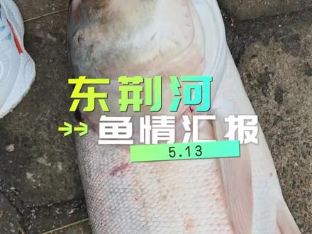 东荆河四环桥,果然下雨出巨物!#如何钓到大鱼 #渔获分享 #钓到大鱼的经验