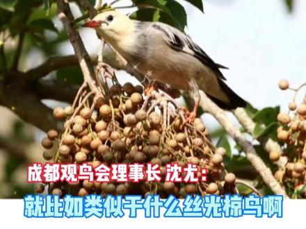 网传成都上空飞过成群不明飞鸟?专家:不是蝗虫,是椋鸟迁徙@抖音小助手