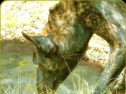 全球最强病毒竟然给了丧尸狗 #影视解说 #丧尸 #病毒 #恐怖