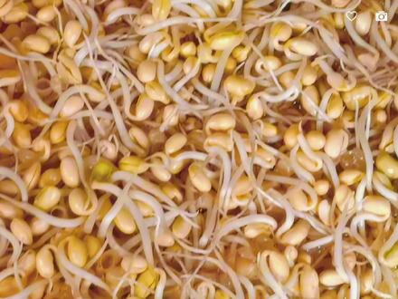 食疗,让食物成为你的药物,不让药物成为你的食物,说植物肉黄豆 #食疗养生 #好身体是养出来的 #药补不如食补 #黄豆 #要让食物成为你的药物,不要让药物成为你的食物