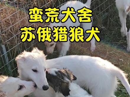 蛮荒犬舍,苏俄猎狼犬,品质很高,品相自己可见