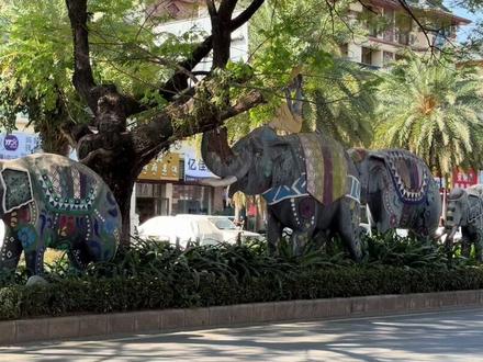 #西双版纳 #东北人
西双版纳要感谢东北人!