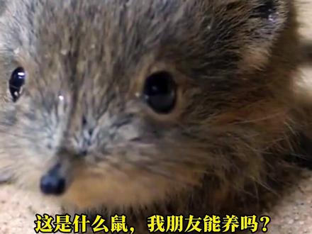 小老鼠原来还有这么多种!看你见过多少呢?