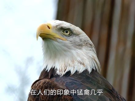 吃蛇如同吃面条的猛禽,大长腿蛇鹫为什么号称毒蛇天敌? #鸟类 #动物 #科普一下 #蛇鹫