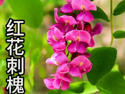 刺槐有红花刺槐和白花刺槐,红花刺槐确实非常好看,你们知道它能吃吗?#抖音520好礼季 #中草药材 #奇花异草 #刺槐 #又是一年槐花香