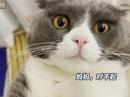 猫咪吐清水什么原因,猫咪吐清水怎么处理?#我要做爆款 #铲屎官打卡季 #猫咪吐清水 #猫咪呕吐物分辨 #猫咪呕吐 #养猫小百科
