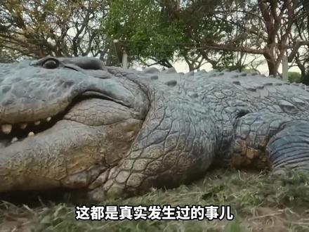 鳄鱼叔叔有多夸张:巨鳄排名 #科普 #鳄鱼 #怪兽 #动物