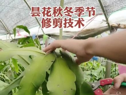 昙花秋冬季节修剪技术#农业种植