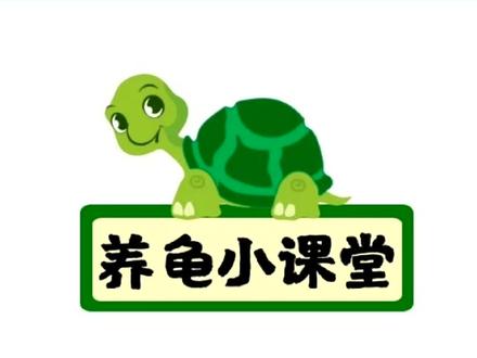 国内最常见的10种蛋龟,你最喜欢哪一种?#宠物#爬宠#乌龟@DOU+小助手