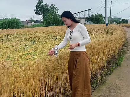 猛倒一号种巧了……#麦子熟了 #搞笑视频