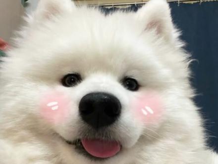 别再传了!这波我站喜结姻缘!#正能量 #不传谣 #辟谣 #婚礼