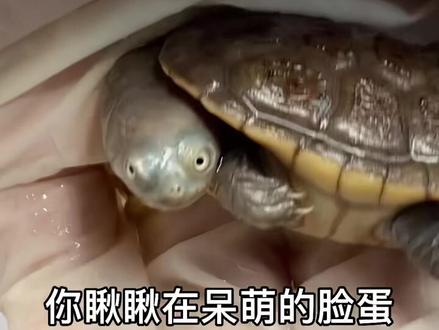 你们喜欢这种不太聪明的乌龟吗#养龟日常 #蛇颈龟#宠物乌龟#窄桥蛋龟#白缘龟宿#蛋龟