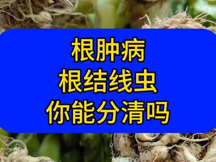 根肿病,根结线虫你能分清吗?都发生在根部#根肿病 #根结线虫