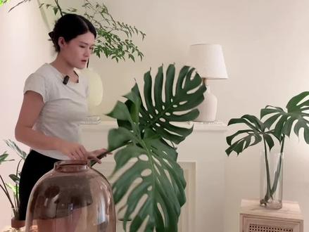 水培龟背竹养护方法|告别黄叶烂根 ⚠️龟背竹水培养护方法
1.加水在根部一半(不要太多水)根部要呼吸,养好龟背竹的关键就是水少!
2.不要用碱性自来水,龟背竹在酸性雨水中长大的。而且特别喜酸,碱性自来水氯气中,容易水土不服黄叶烂根臭水。纯净水凉白开过滤水都可以
3.水少加水,水脏换水。不要频繁换水,龟背竹的水是活水,会不断被吸收。前三周每周可以换一次,之后基本就不用换了。
4.每周加5滴营养液,龟背竹是巨叶植物,在土里吸收了大量养分才能长出巨大的叶子。水里没有养分是支撑不了这么大的叶片日常消耗。一定要定期加营养液,这样新叶才不会缩叶。
5.放在散射光通风处养护,不要强光暴晒。(散射光就是看书不不要开灯,偶尔晒晒直射光会更好)
#懒人绿植 #水培龟背竹养护方法 #水培绿植#龟背竹#室内绿植