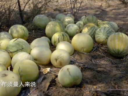 #布须曼人 心爱的宝藏居然是是解渴的#野西瓜 ~#云集将来纪录片 #水果