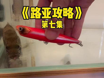 第七集/《路亚攻略》路亚假饵声音对鱼的诱惑!鱼的听觉可达100m左右!水的密度大,有利于声音的和传播。#路亚 #路亚教学 #路亚鳜鱼 #路亚翘嘴 #假饵