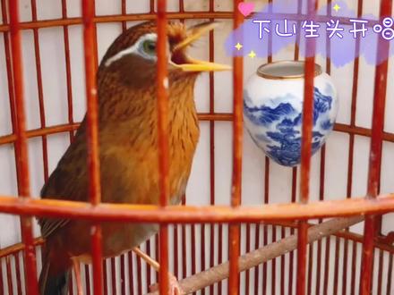 漂亮生头下山稳当开唱,叫声优美叫口流畅,鸡叫虫鸣学得还怪像 #画眉鸟 #养鸟 #万物皆有灵性 #奇妙的动物