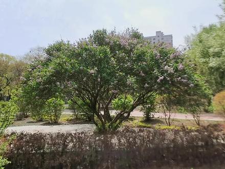 美丽的四月,丁香花开,整个城市都弥漫着清香。