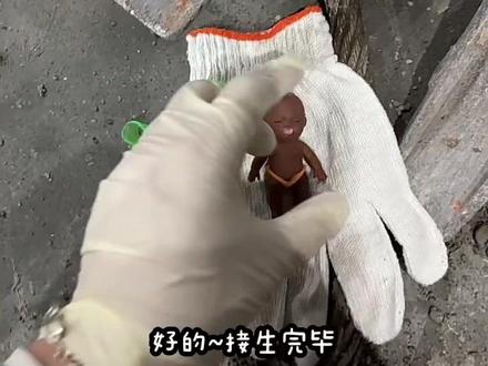 给大家报个喜讯,我的小斗生了个“闺女”,恭喜我吧,我年纪轻轻当上了外婆,有点缺氧所以这么黑吧#娜塔莎 #开轮挖的小呆不呆 #生活很累但要继续微笑面对