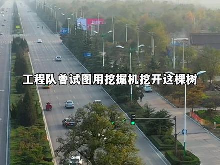 矗立在马路中间的钉子树,一钉就是未知数,就是这么豪横,为了和谐共处,我们选择绕道而行。#钉子树 #现场实拍#抖音看世界