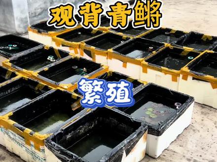 观背青鳉 观背青鳉每天都有繁殖,但是暂时没有鱼苗#观背青鳉 #观背青鳉鱼卵 #观背青鳉繁殖
