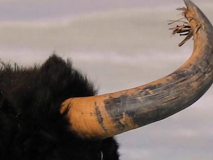 【原创视频】牛图腾 #大自然 #野生动物 #摄影