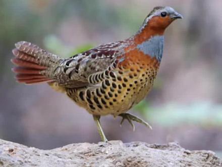 #竹鸡 #鸟叫声大全 #斑鸠 保护野生动物人人有责