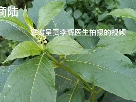 身边的草药(273),商陆