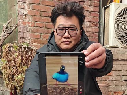 裸眼3D全息剪辑版#疯狂的鸽子 #文言文 #生活小技能 #手工整活版疯狂的鸽子来了 #pigeonpop